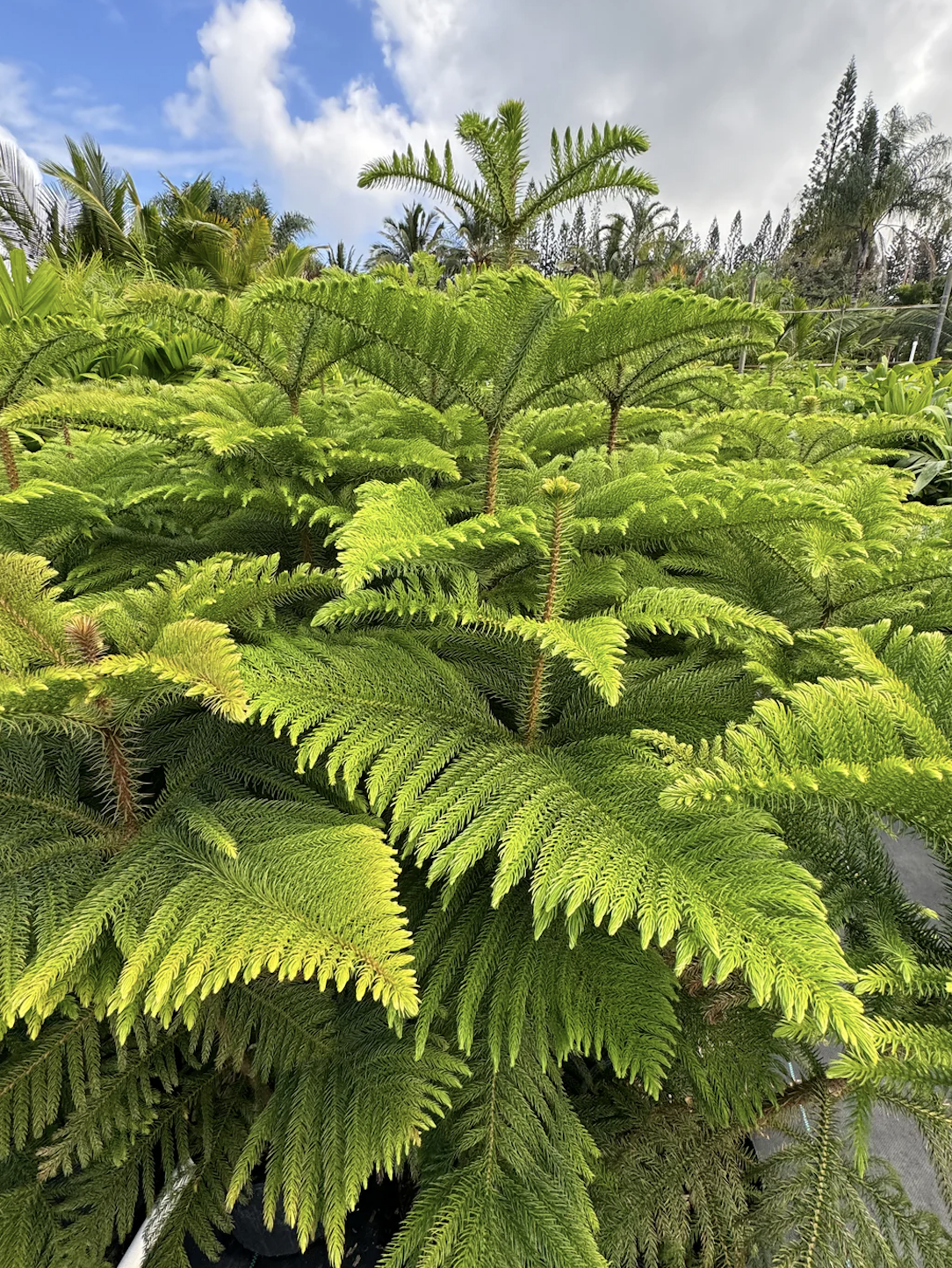 Maui Potted Christmas Trees