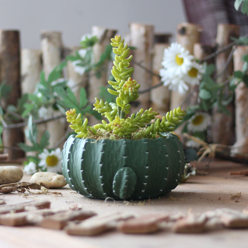 Cactus flower pot