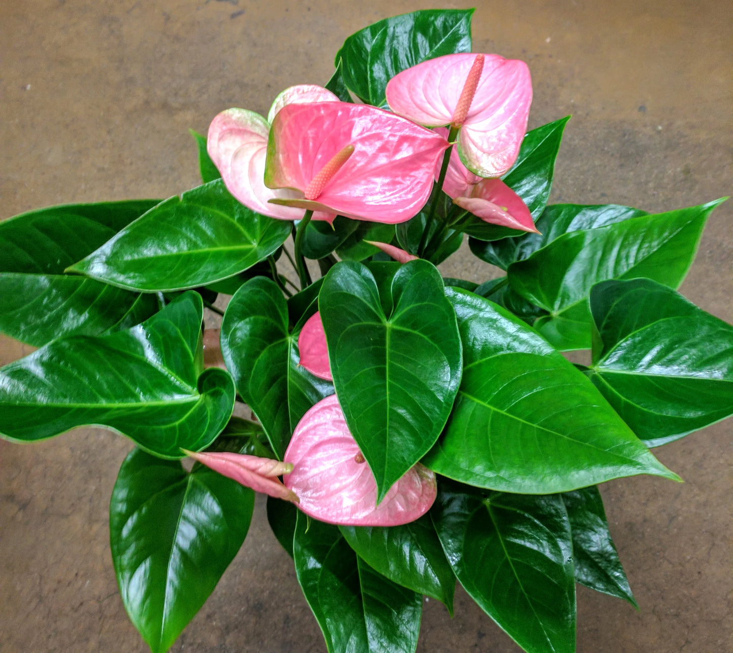 Heart On A Stem - Simple Loving Gift That Grows