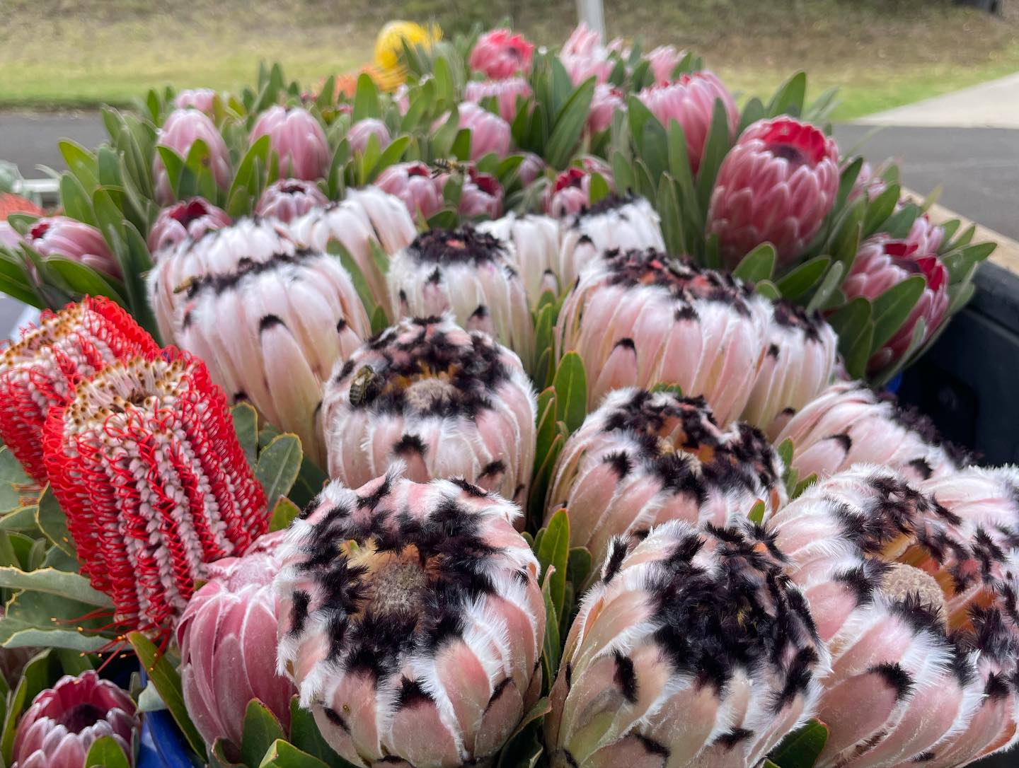 Kula Maui Protea Bonanza - Labor Day Special