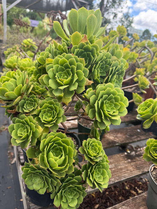 Aeoniums!