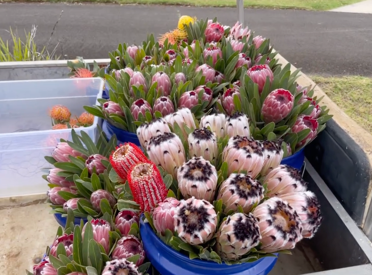 Kula Maui Protea Bonanza - Labor Day Special