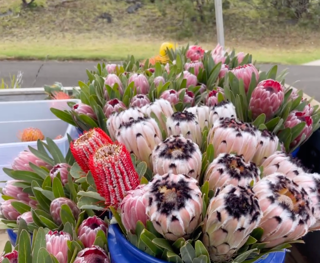 Kula Maui Protea Bonanza - Labor Day Special