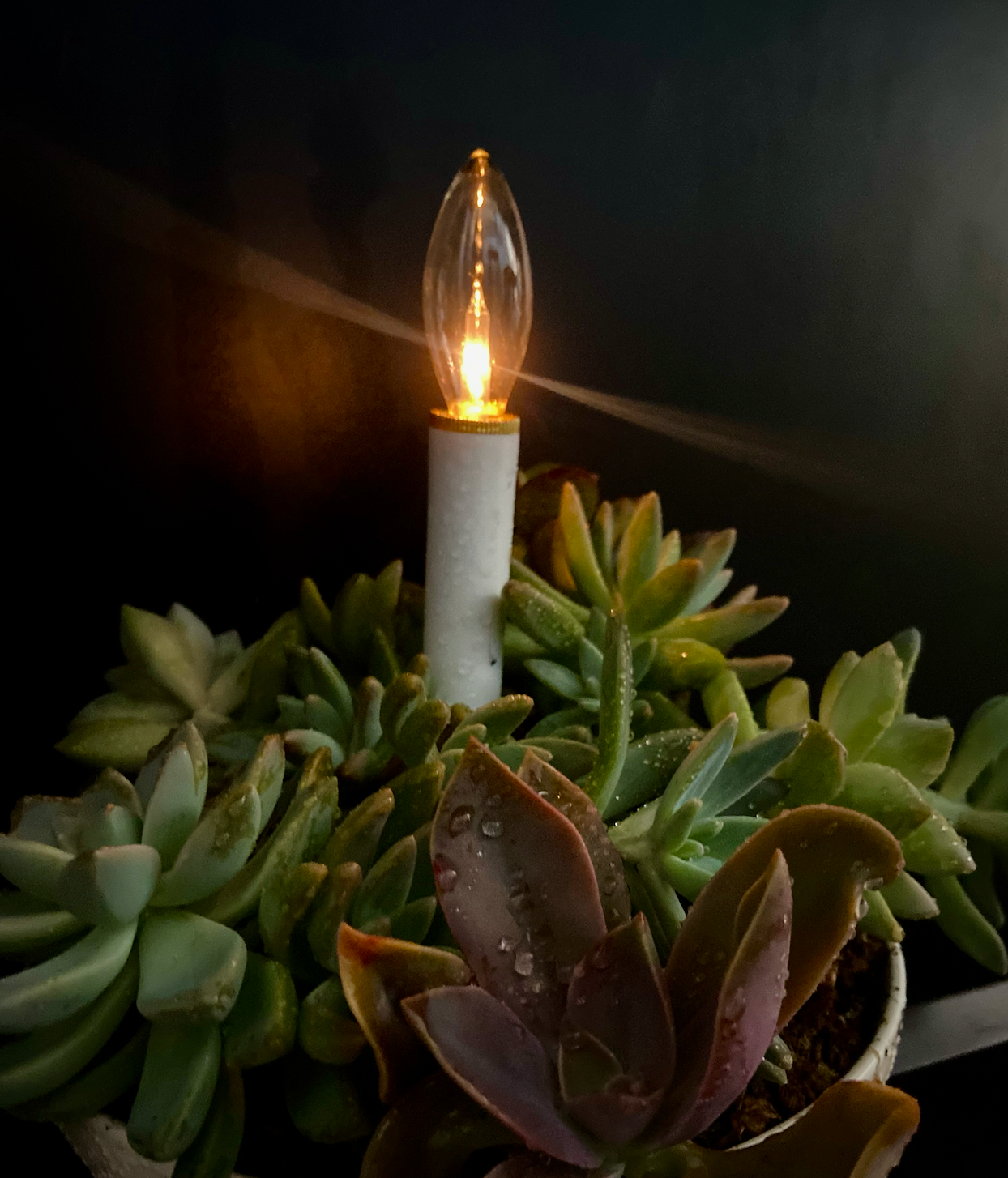 Leave the Light On - Sympathy, Thanksgiving, Christmas