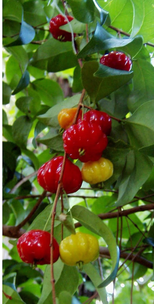 Surinam Magical Fairy Garden Cherry Tree