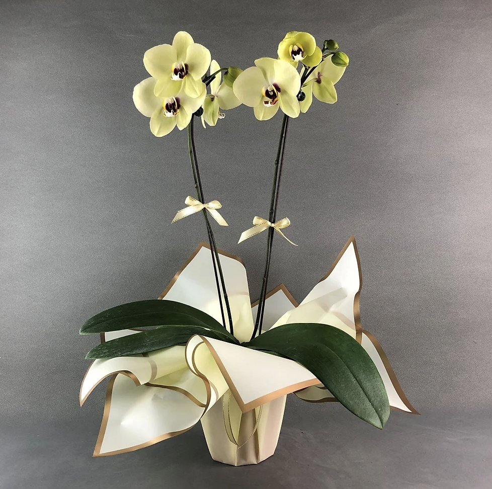 Orchid ~ Ke manaʻo nei iā 'oe