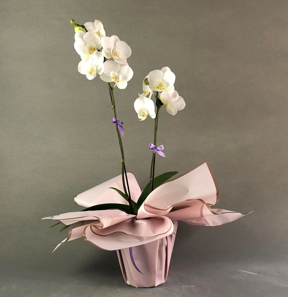 Orchid ~ Ke manaʻo nei iā 'oe
