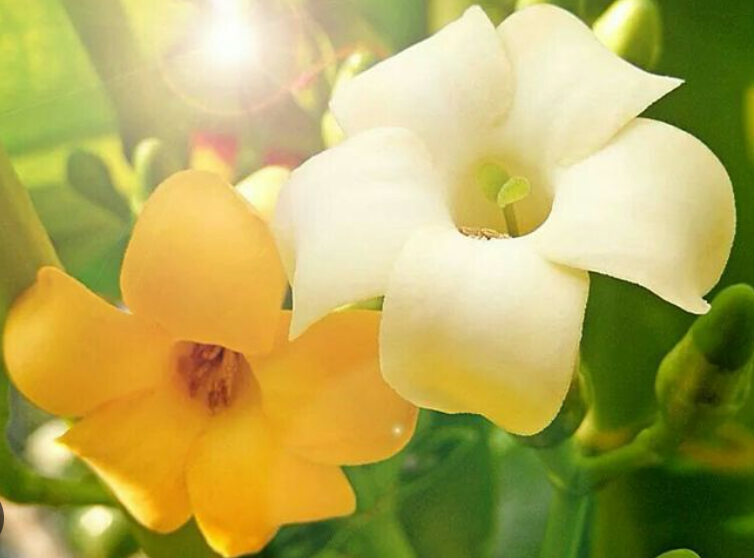Puakenikeni Love - Congratulations, I Love you, All Occasion, Grow for Lei!