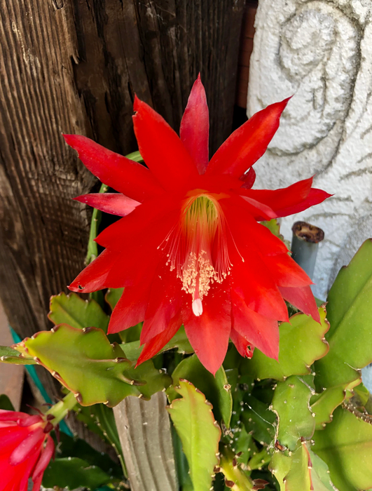 EPIPHYLLUM RED ORCHID CACTUS! True LOVE!