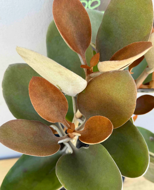 Copper Two Toned Kalanchoe ~ Fabulous Fall Accent