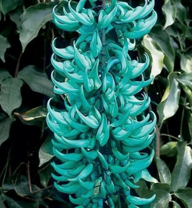 Beautiful Blue Jade Flower Vine, Excellent Landscape Accent Piece