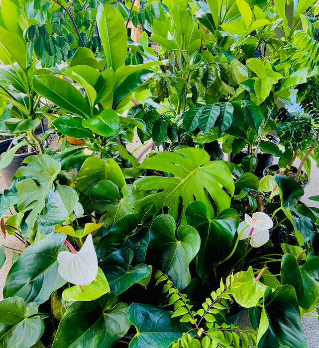 Designers Special Growing Plant Arrangement - Budget Gift