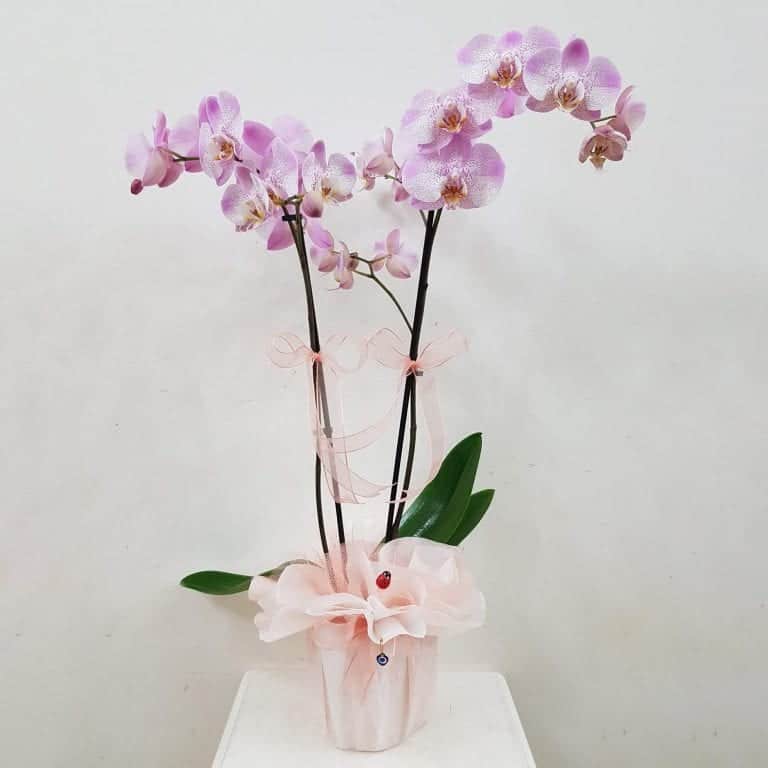Orchid ~ Ke manaʻo nei iā 'oe