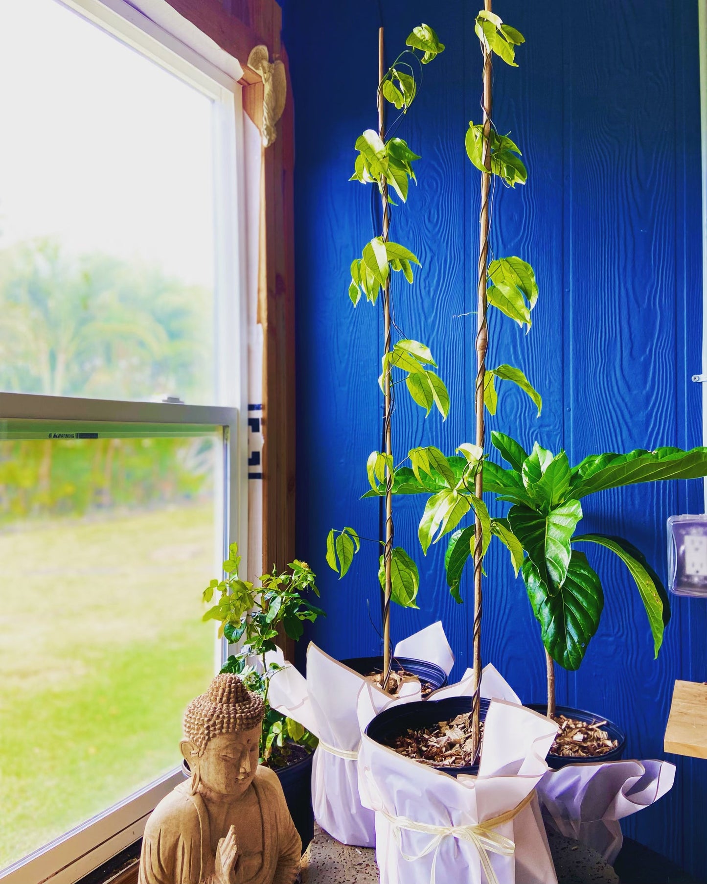 Blue Jade Flower Vines