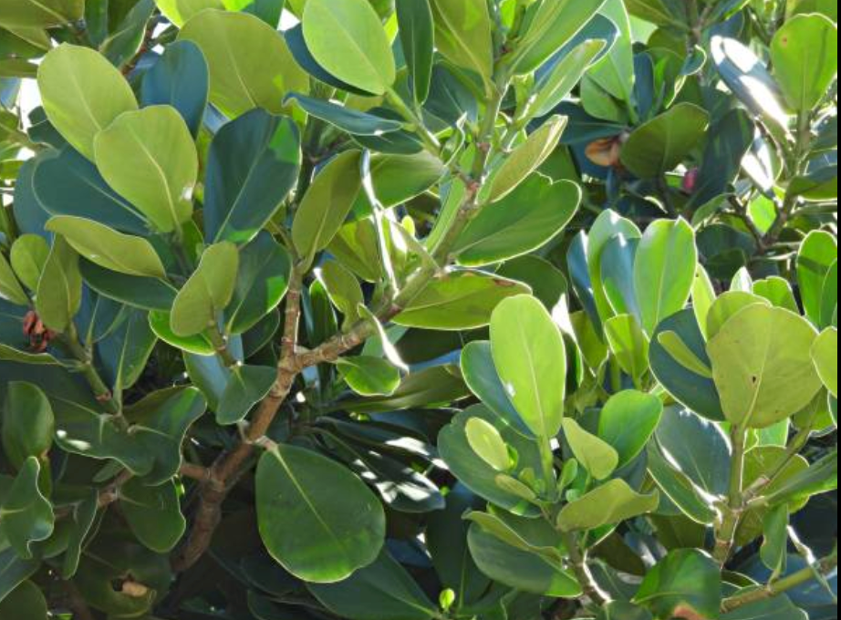 Signature Or Autograph Trees