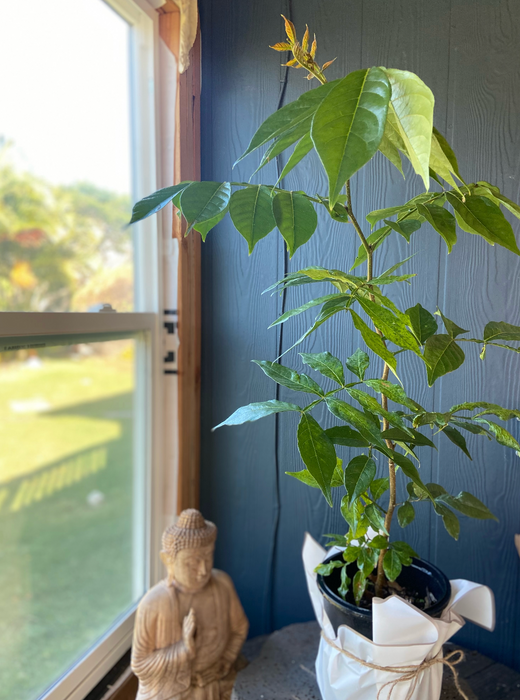Ice Cream Bean Trees: Nature’s Cotton Candy