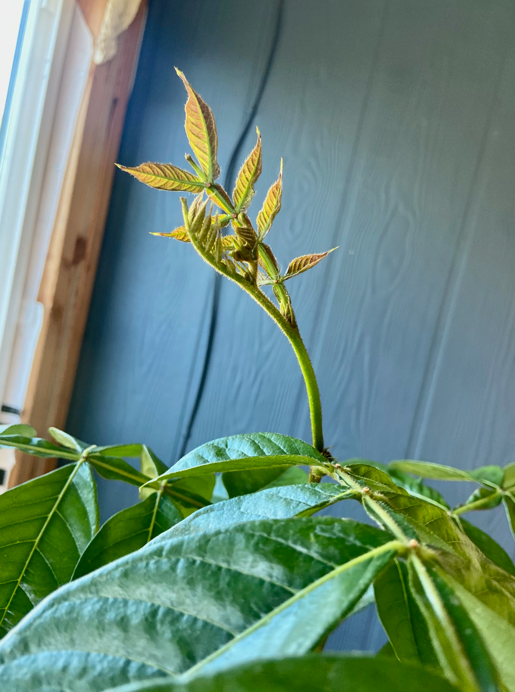 Ice Cream Bean Trees: Nature’s Cotton Candy