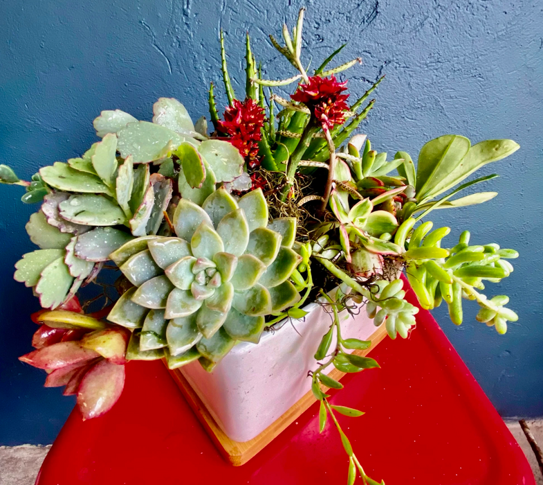Square Ceramic White Succulent Arrangement with Bamboo Tray