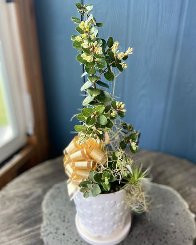 Ohia In a Heart Themed Pot