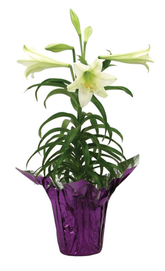 Easter Lily