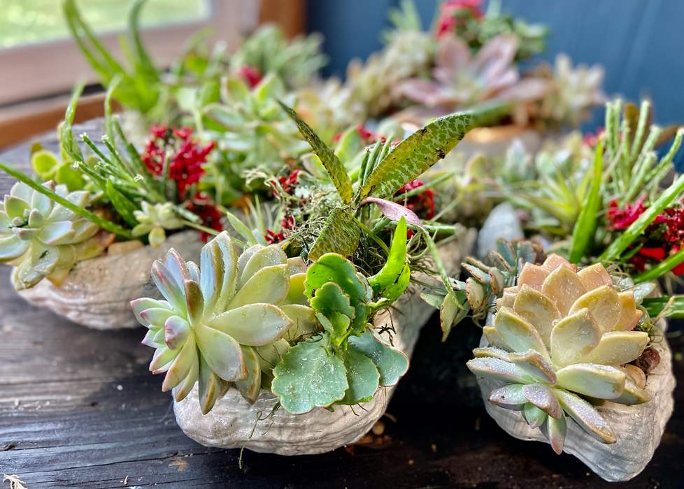 Best Seller ~ Kula Rainbow Succulent arrangement