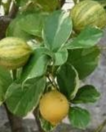 Dwarf Citrus 5 Star Choice ~ Fresh Grown On Maui
