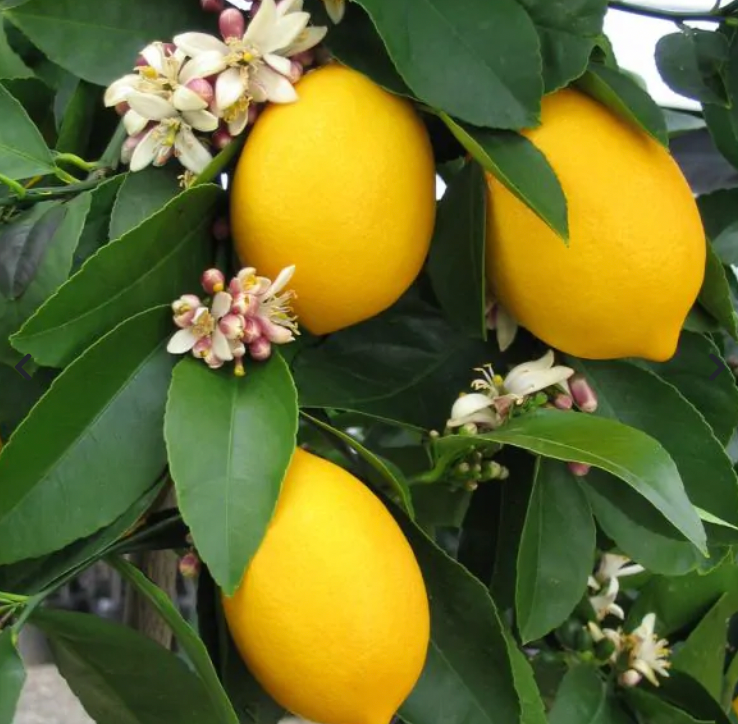 Dwarf Citrus 5 Star Choice ~ Fresh Grown On Maui