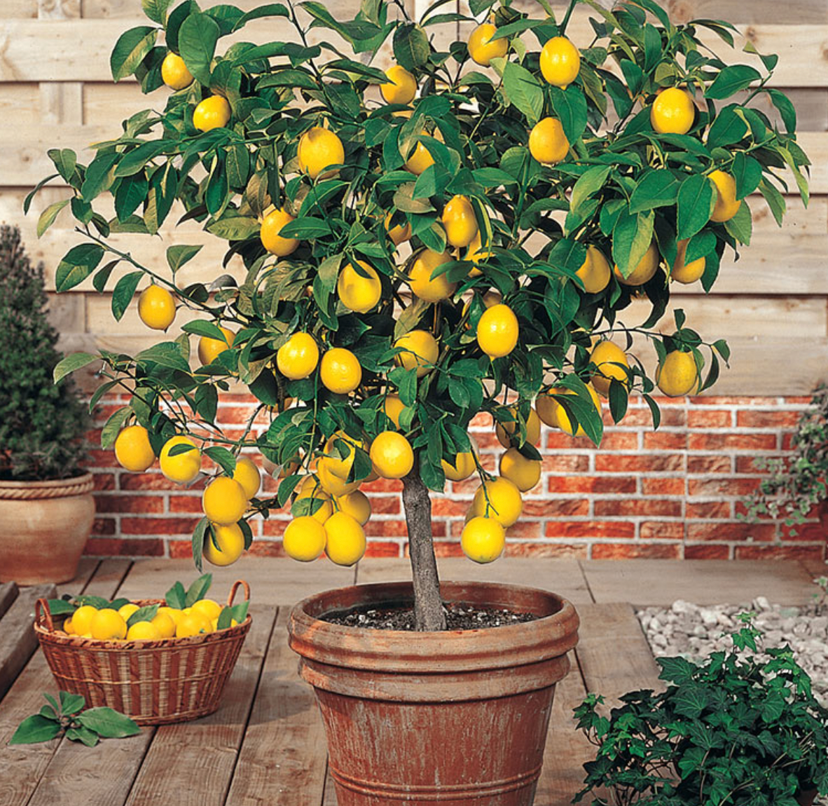 Dwarf Citrus 5 Star Choice ~ Fresh Grown On Maui