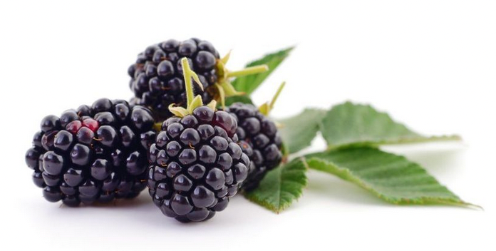 Black Satin Thornless Blackberry Bush
