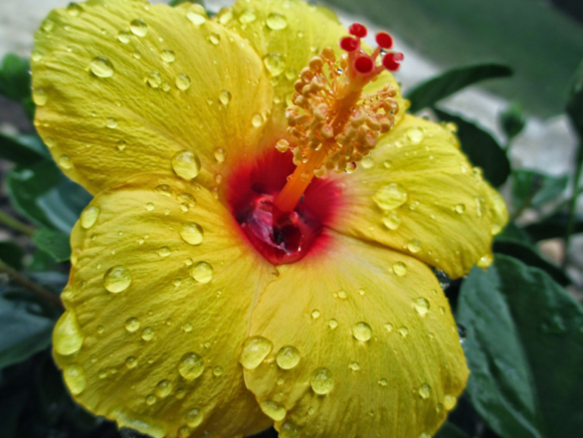 Hibiscus Gift