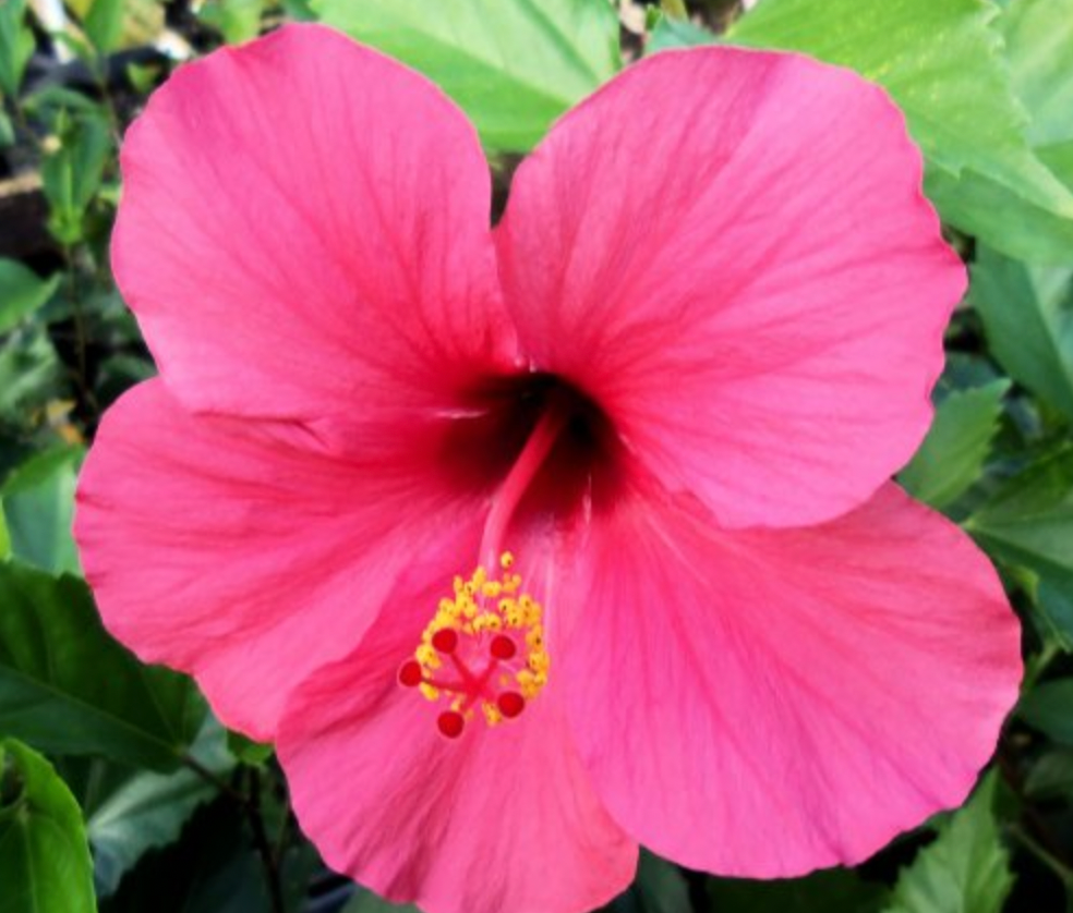 Hibiscus Gift