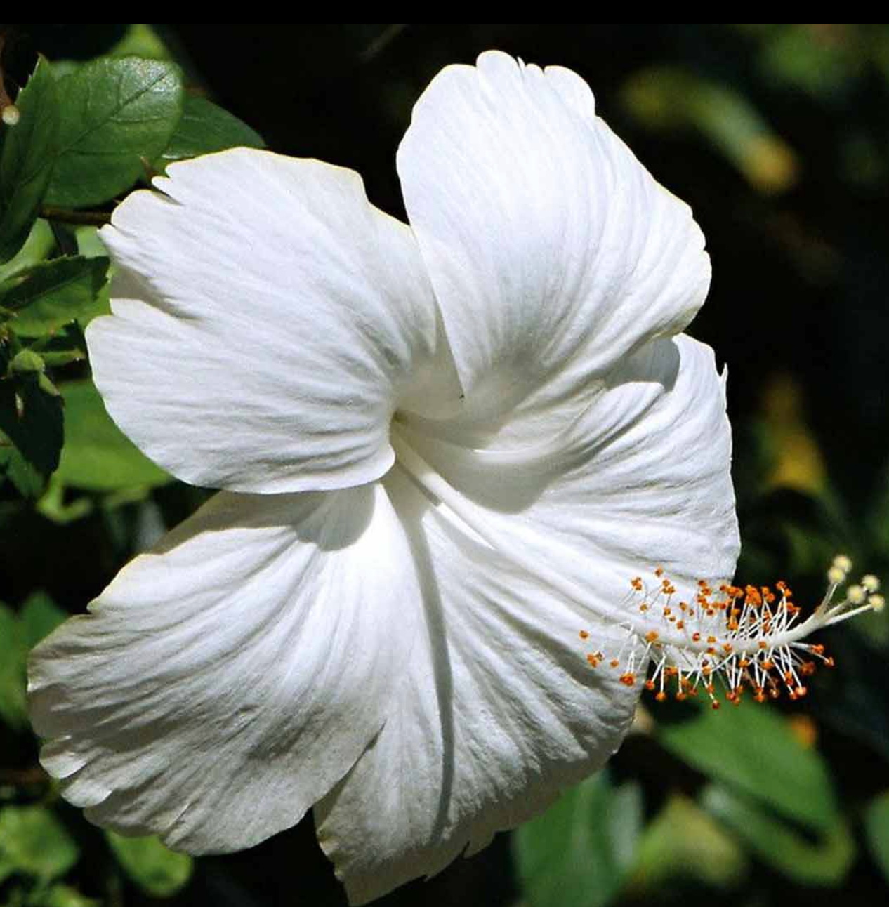 Hibiscus Gift