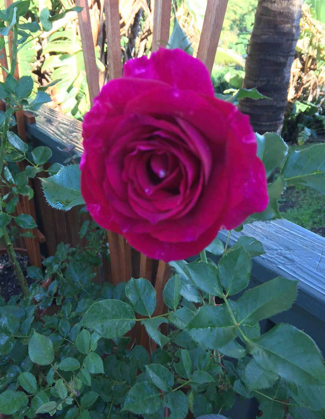 Potted Rose Bushes ~ The Barbara Jean Special