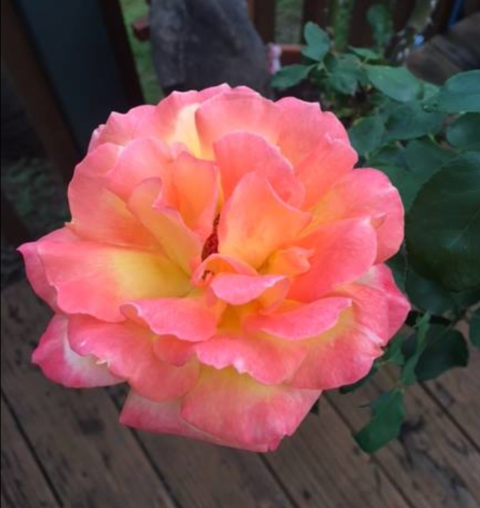 Potted Rose Bushes ~ The Barbara Jean Special
