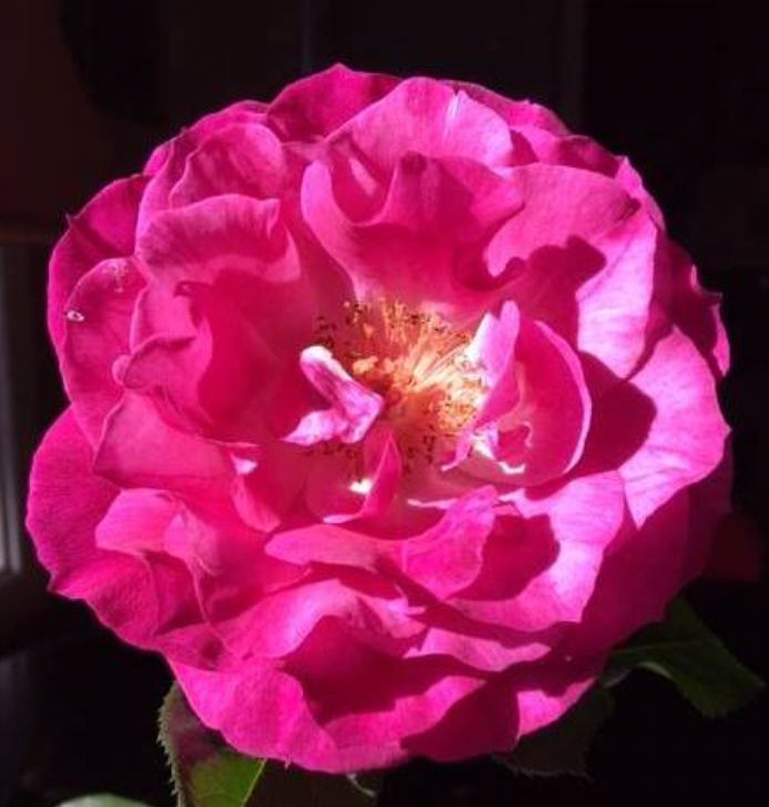Potted Rose Bushes ~ The Barbara Jean Special