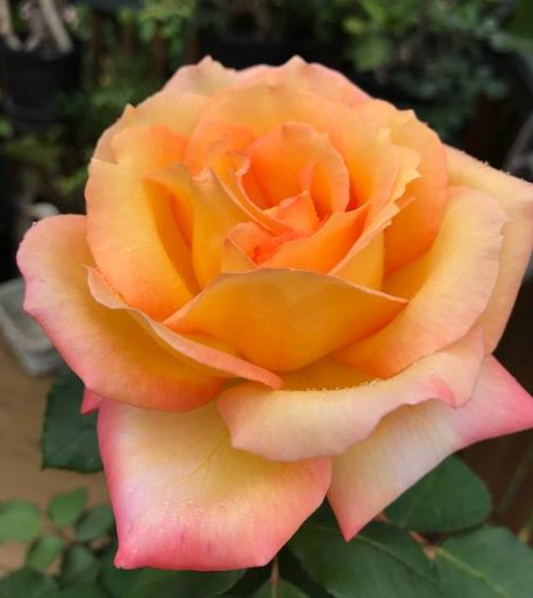 Potted Rose Bushes ~ The Barbara Jean Special