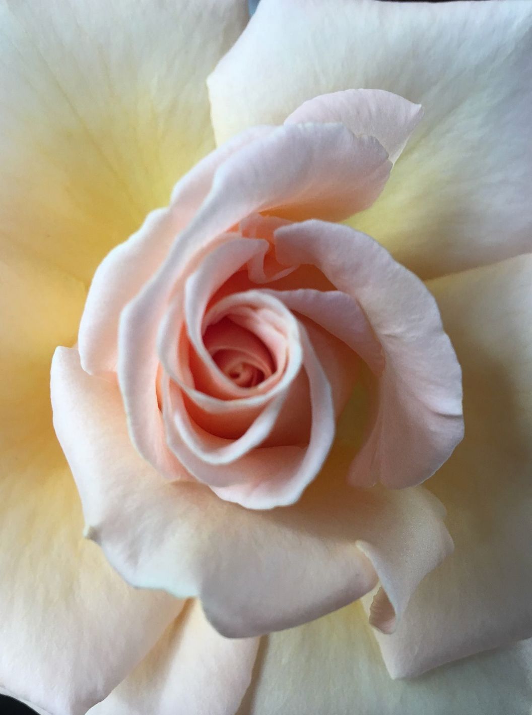 Potted Rose Bushes ~ The Barbara Jean Special