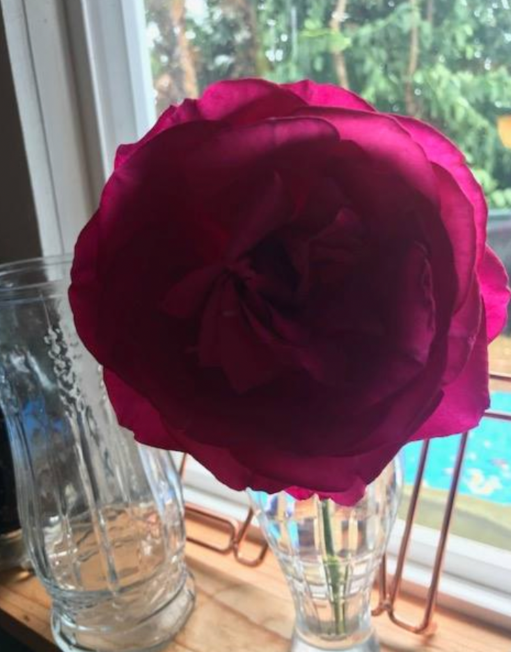 Potted Rose Bushes ~ The Barbara Jean Special