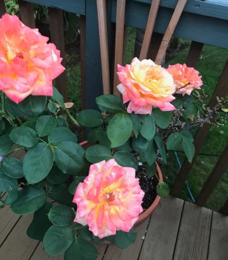Potted Rose Bushes ~ The Barbara Jean Special