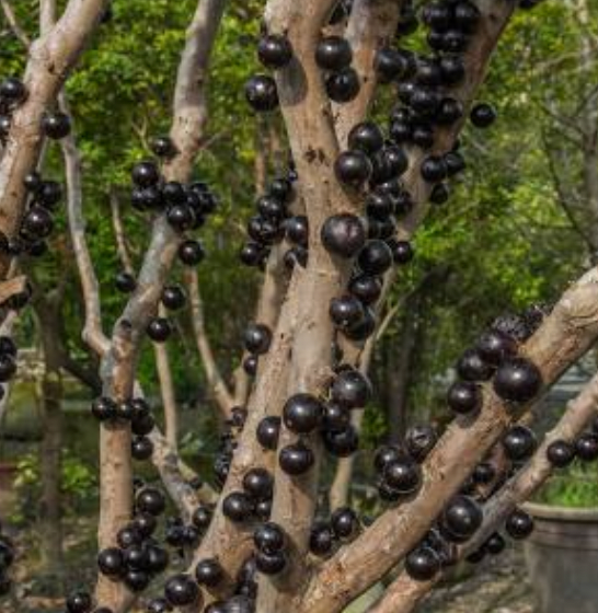 Specailty Fruit Trees