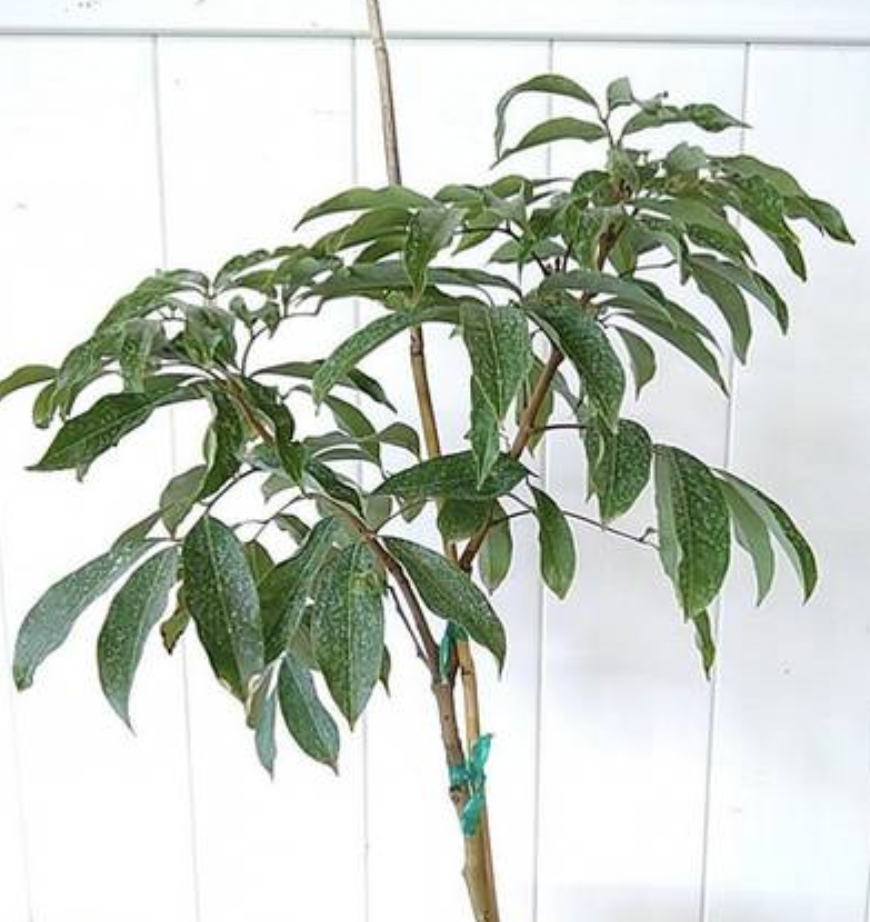 Specailty Fruit Trees