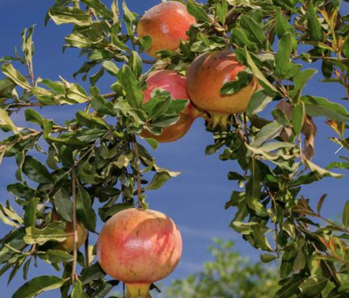 Specailty Fruit Trees