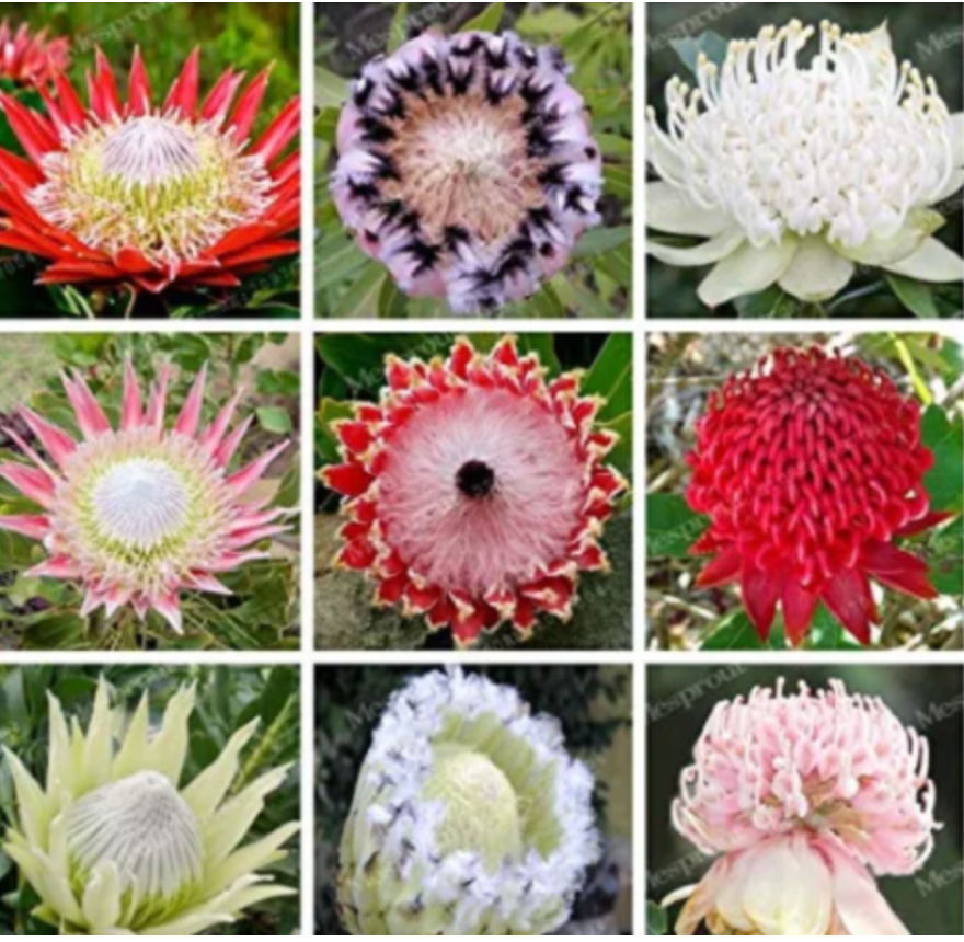Kula Grown Protea