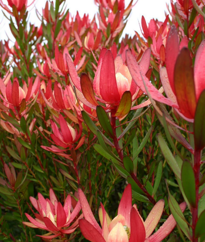 Kula Grown Protea