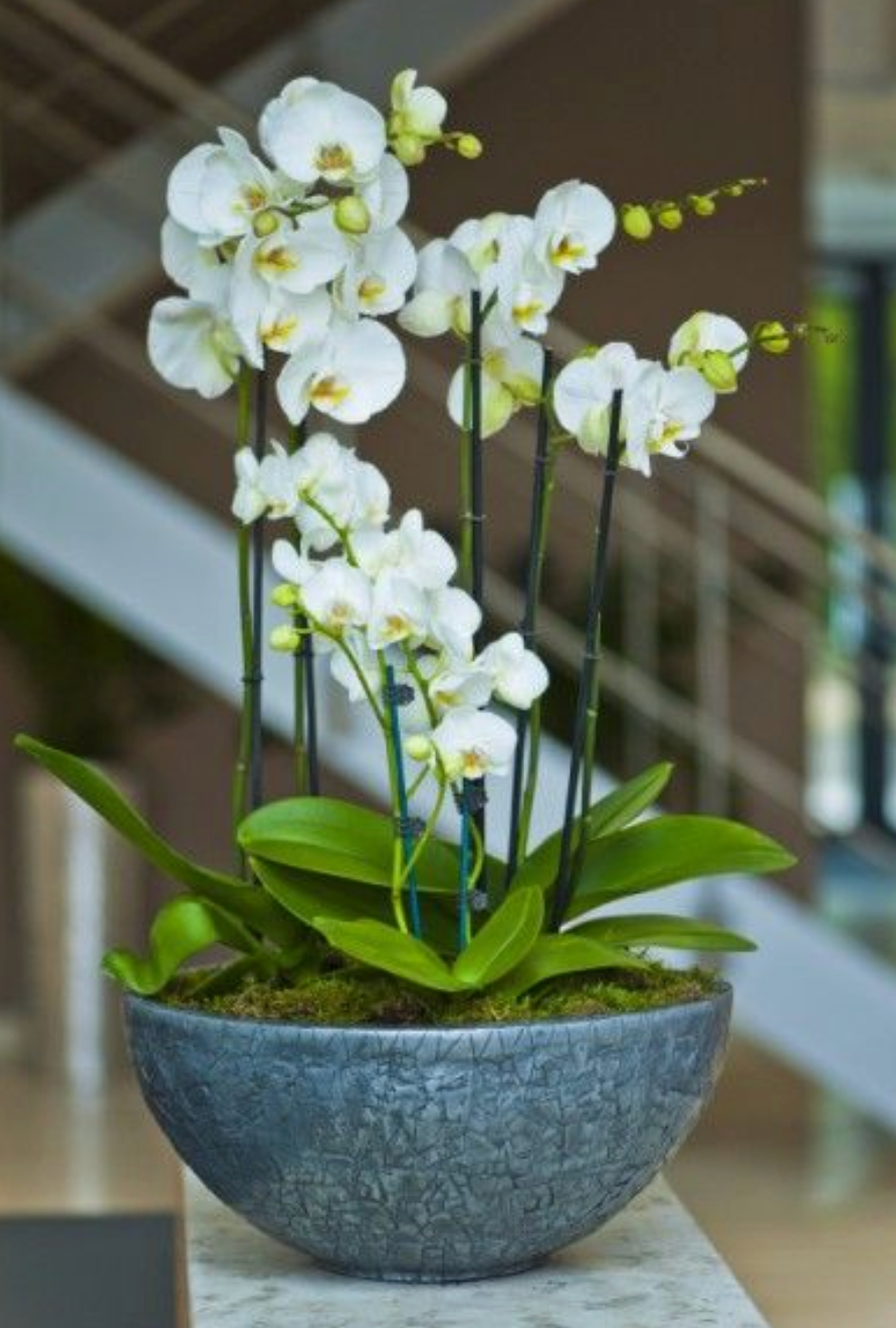 Orchid Arrangements