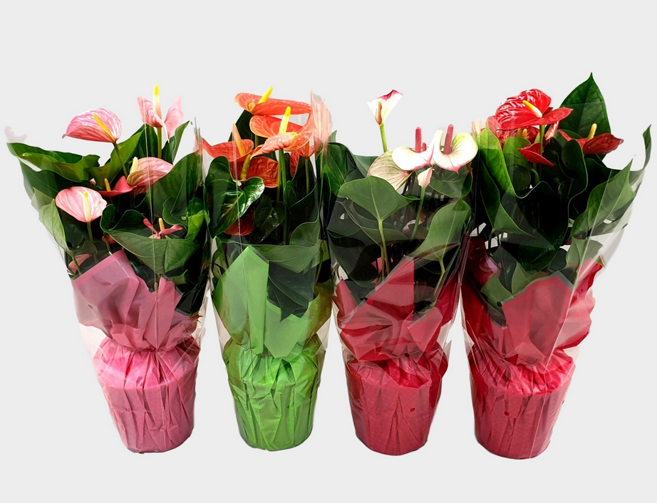 Hearts On A Stem ~ Air Purifying