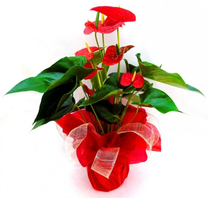 Hearts On A Stem ~ Air Purifying