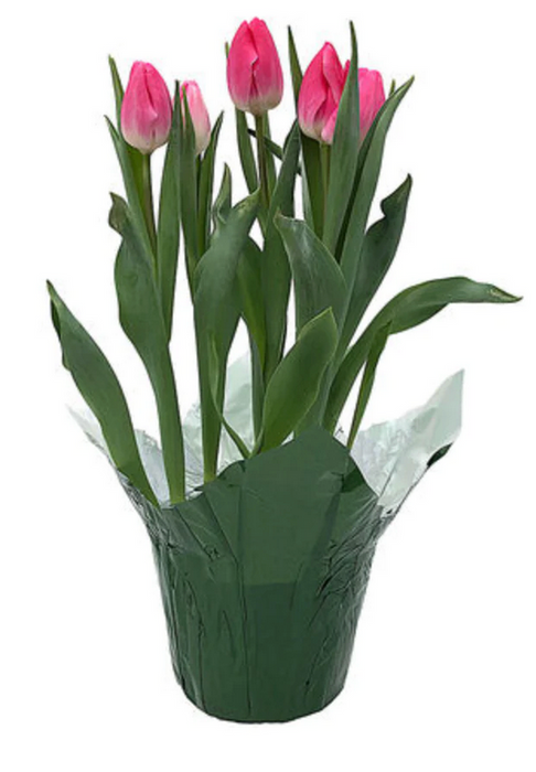 Tulips
