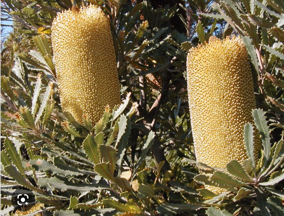 Kula Grown Protea