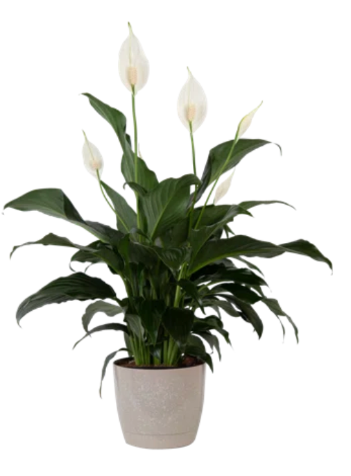 Peace Lily ~ Calms and harmonizes ~ Air Purifying